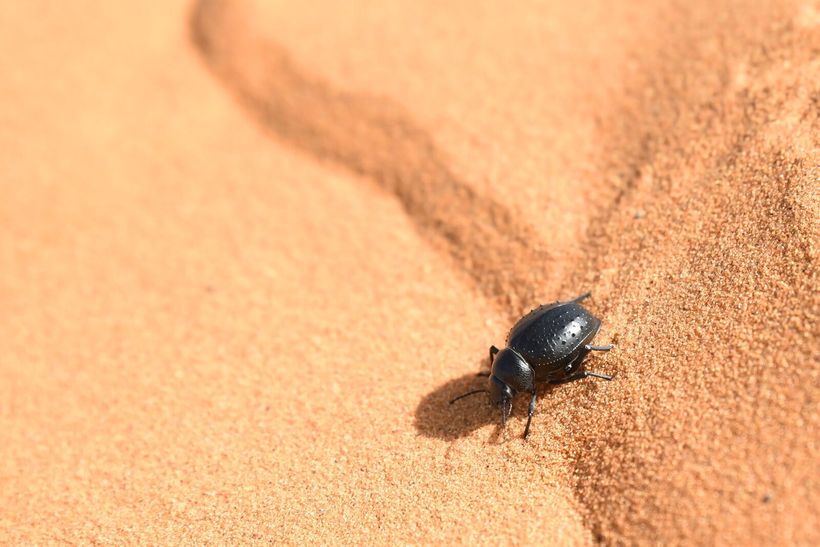 Nikon D750 sample photo. Fog-drinking beetle, desert, morocco photography