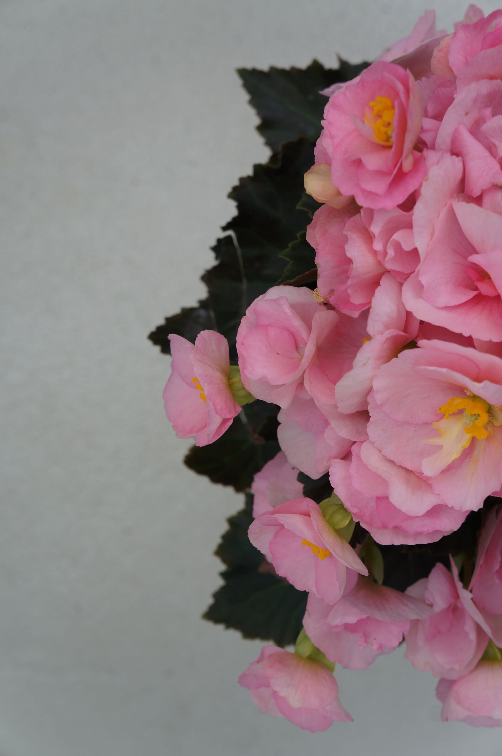 Sony Alpha NEX-5N sample photo. Begonia x tuberhybrida, houseplant photography