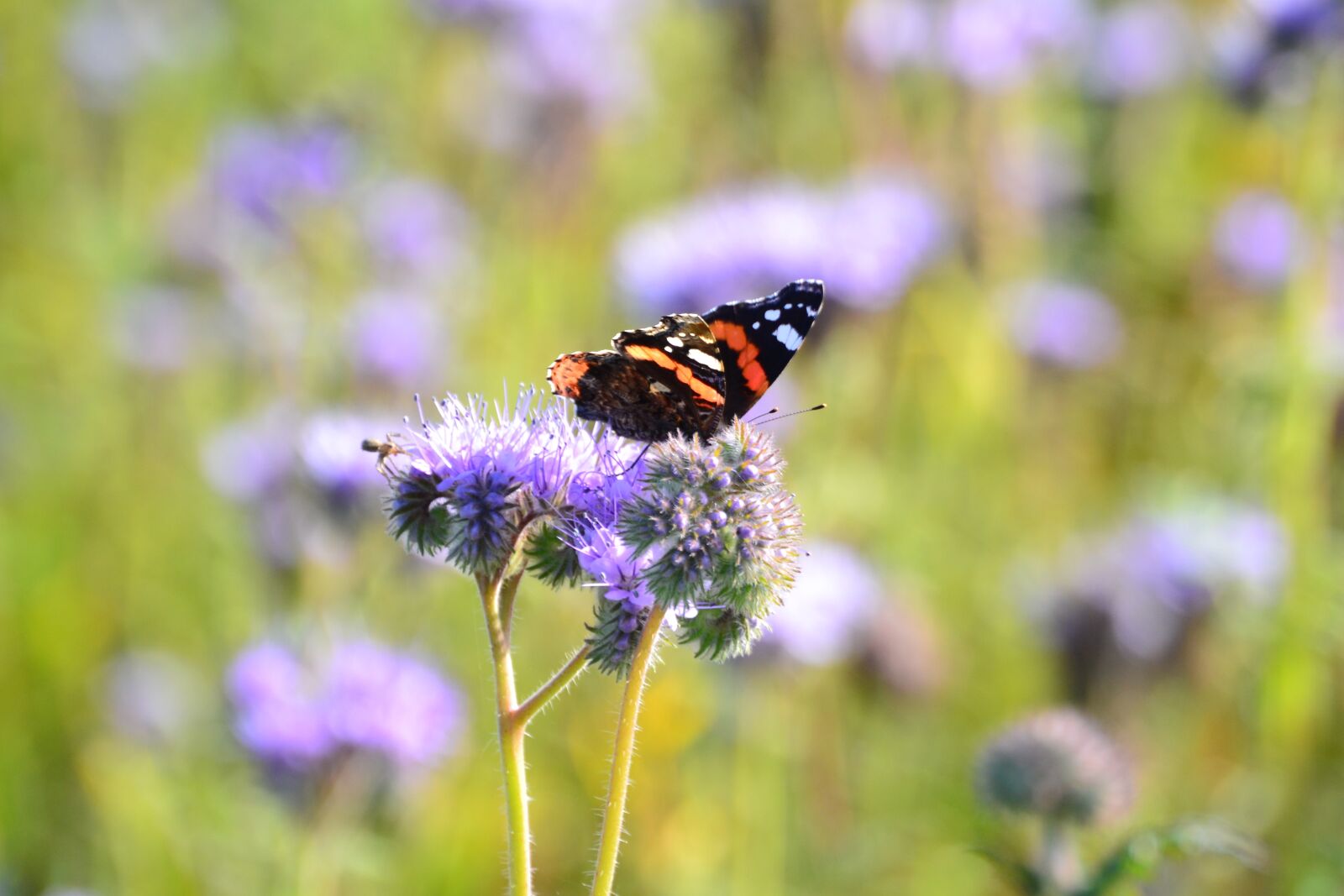 Nikon D3100 sample photo. Autumn, butterfly, flower, nature photography