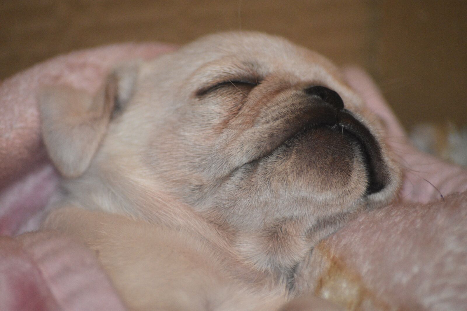 Nikon D3400 sample photo. Dog, puppy, breed photography