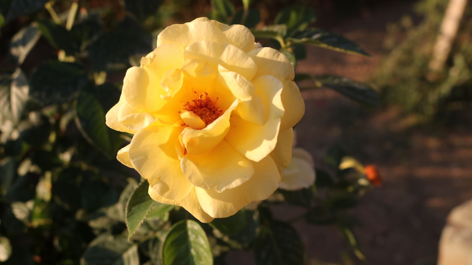 Canon EOS 750D (EOS Rebel T6i / EOS Kiss X8i) sample photo. Flower, nature, leaves photography