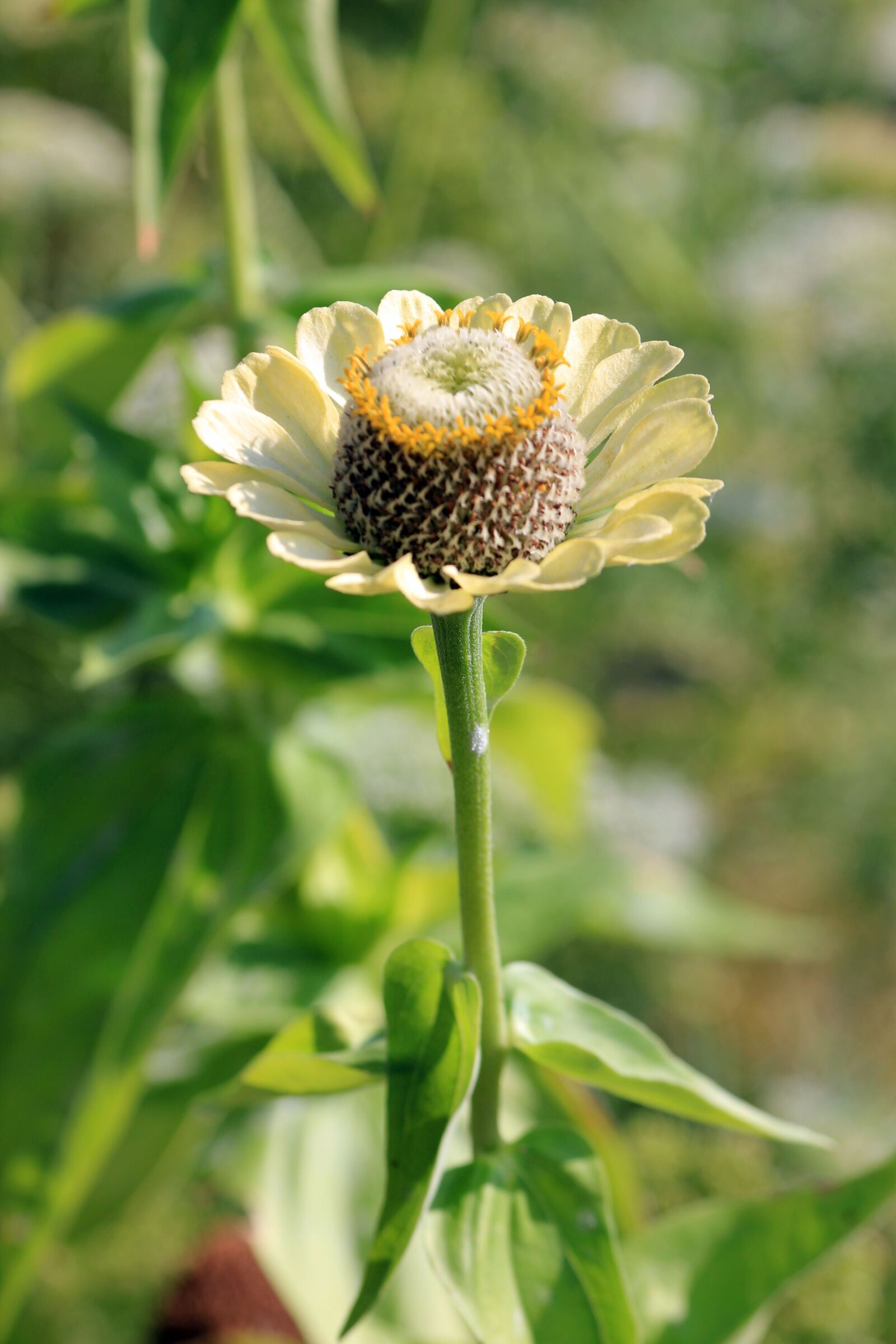 Canon EOS 550D (EOS Rebel T2i / EOS Kiss X4) sample photo. Macro, flower, petals photography