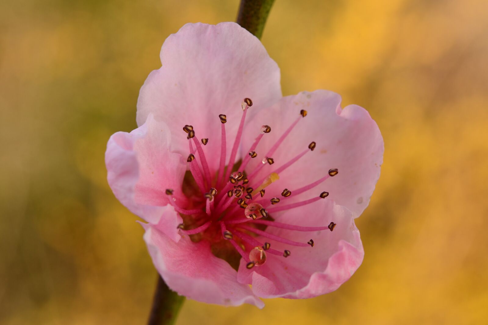 Nikon D7500 sample photo. Flower, pistilli, spring photography