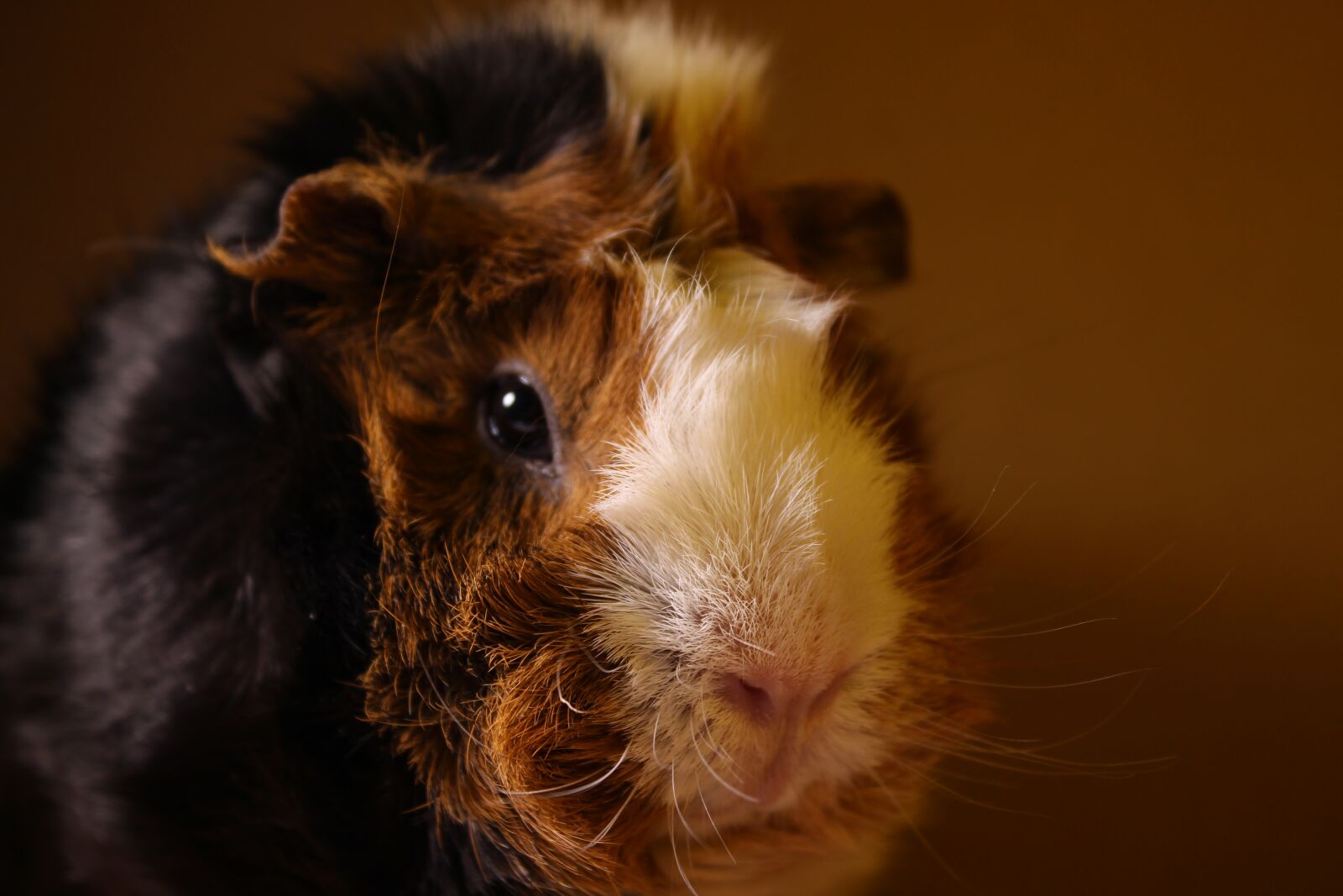 Canon EOS 700D (EOS Rebel T5i / EOS Kiss X7i) sample photo. Sea ​​pig, fur, animal photography