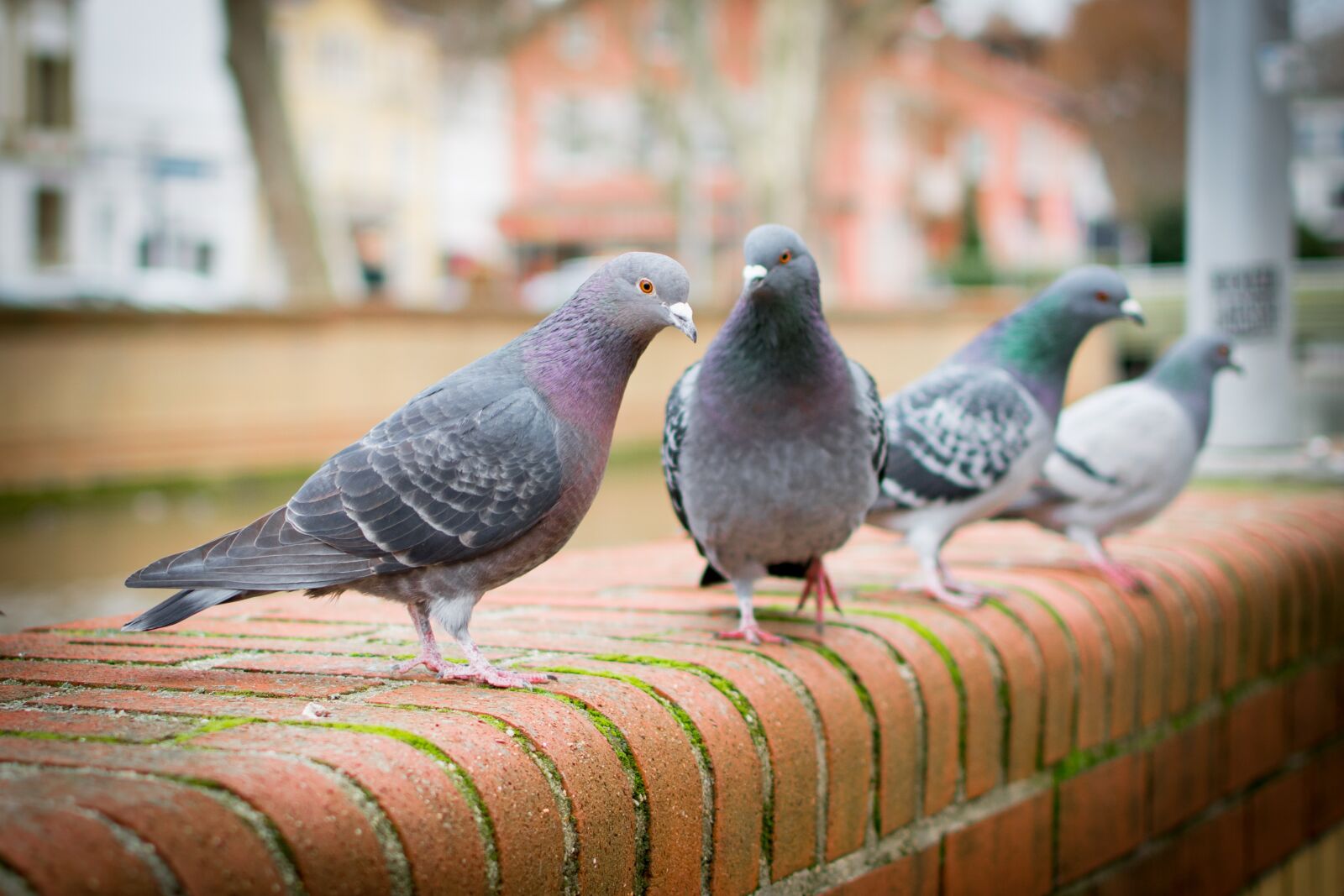 Nikon D7200 sample photo. Bird, nature, dove photography
