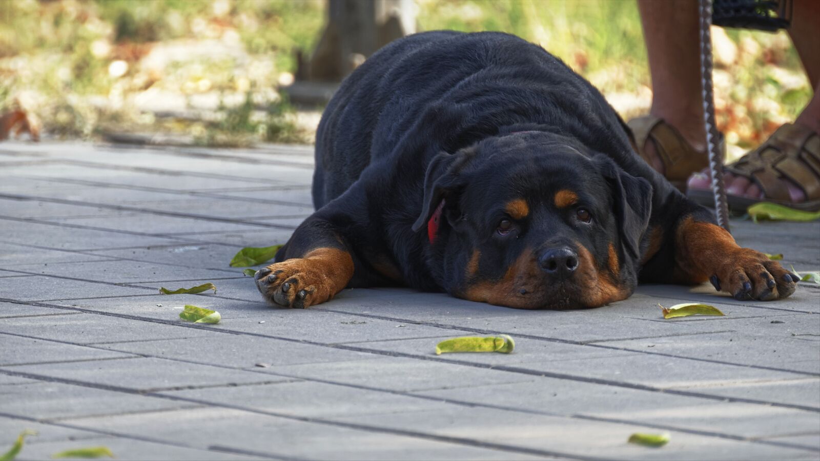 Nikon D5300 sample photo. Dog, pet, canine photography