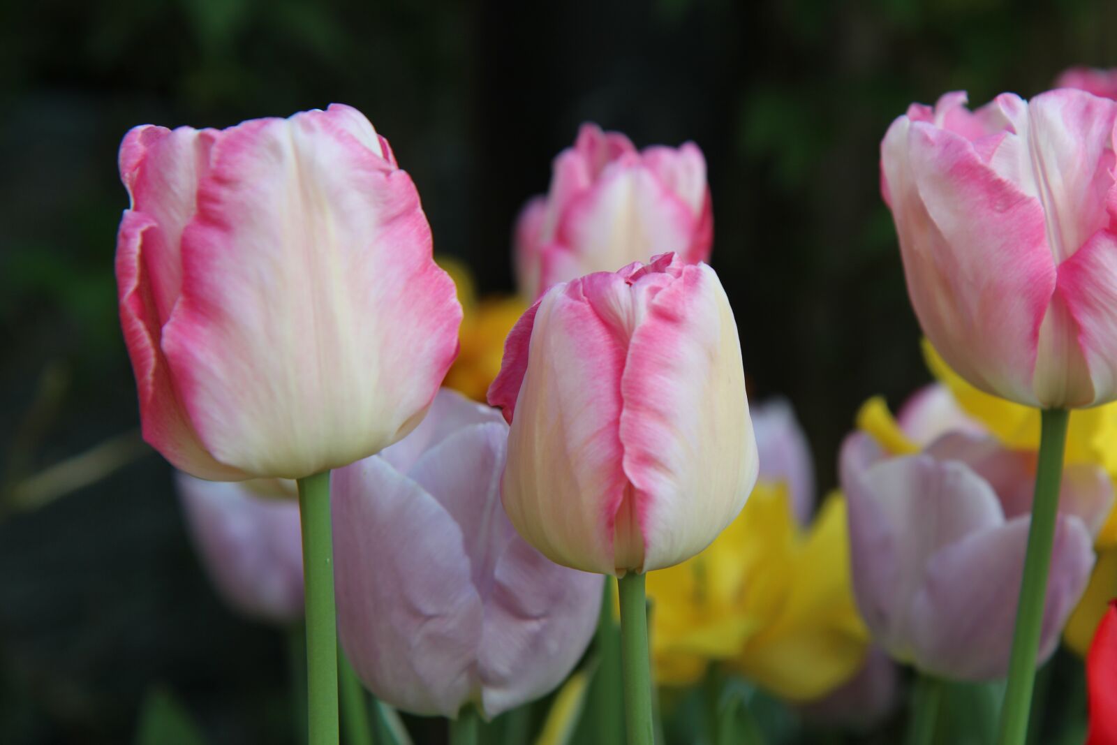 Canon EOS 600D (Rebel EOS T3i / EOS Kiss X5) sample photo. Tulip, tulips pink, spring-flowering photography