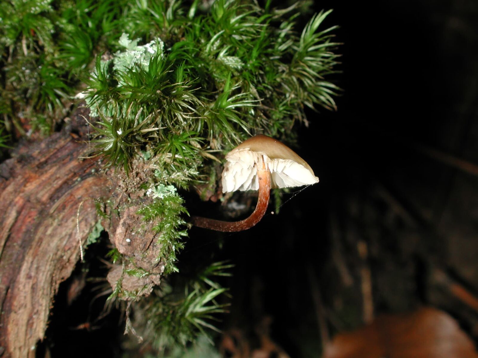 Nikon E990 sample photo. Nature, wood, mushroom, plant photography
