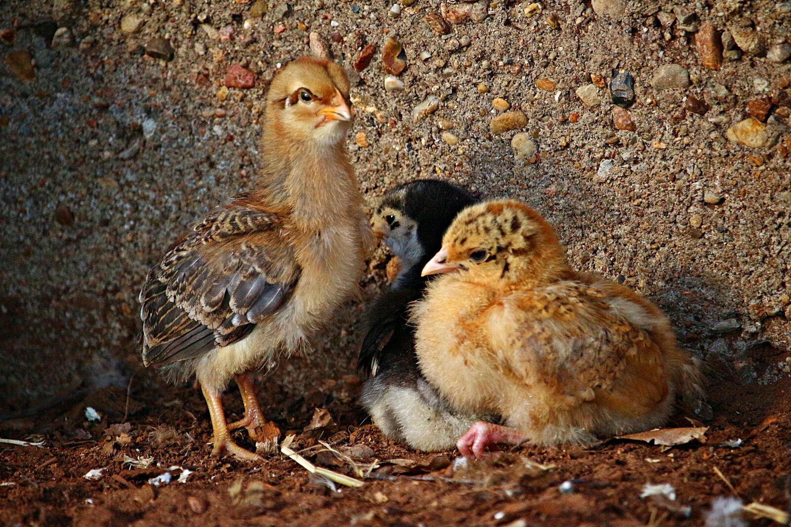 Canon EOS 100D (EOS Rebel SL1 / EOS Kiss X7) sample photo. Bird, chicks, easter photography