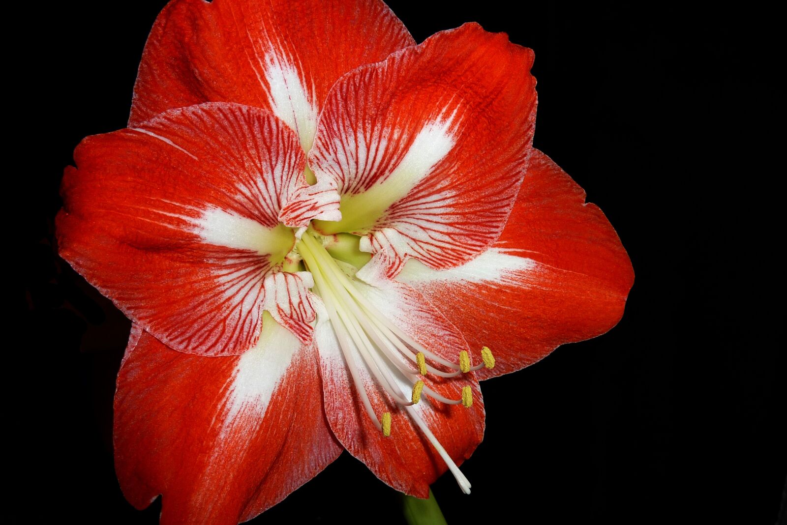 Panasonic DMC-TZ7 sample photo. Amaryllis, flower, red photography