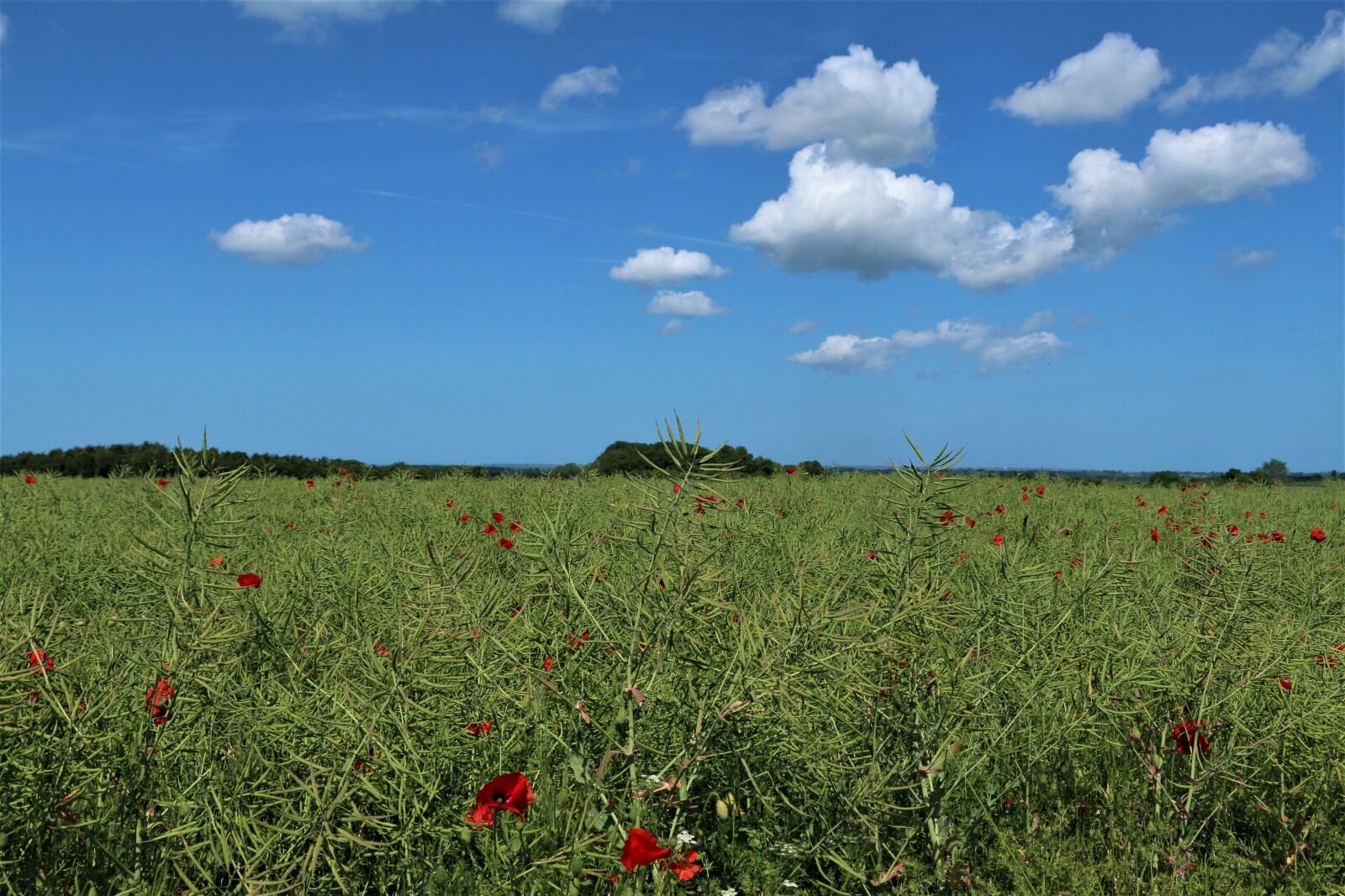 Canon EOS 70D sample photo. Poppy, field, clouds photography