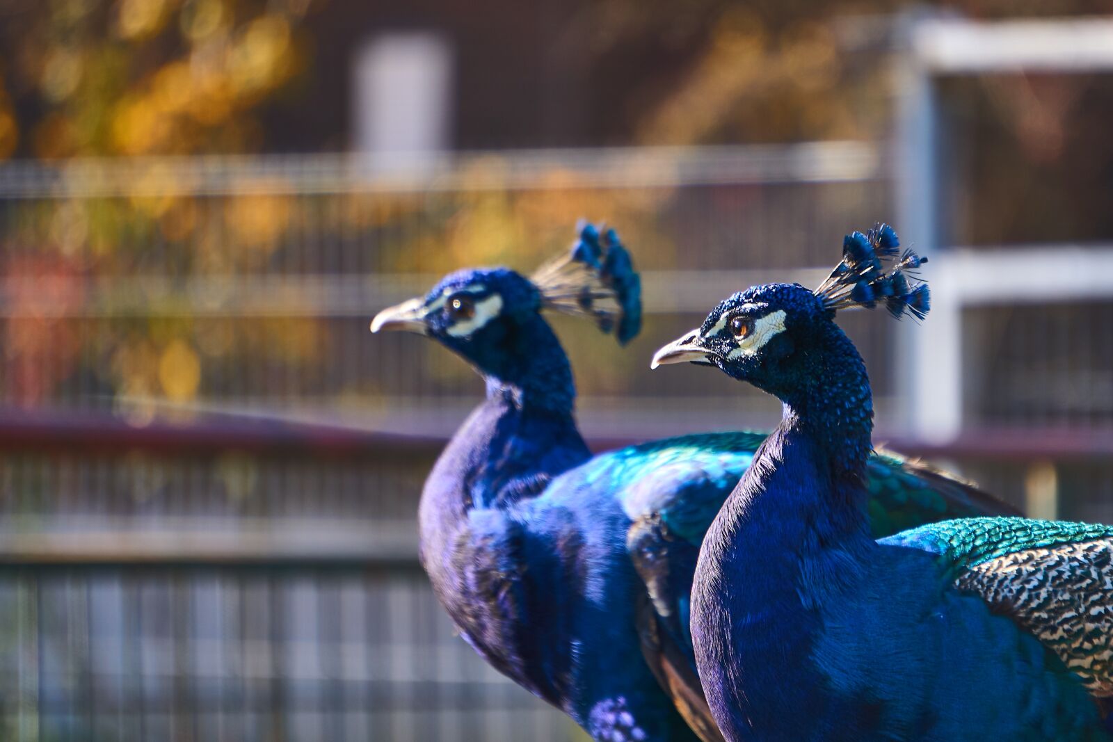 Sony E 55-210mm F4.5-6.3 OSS sample photo. Peacock, bird, bird peacock photography