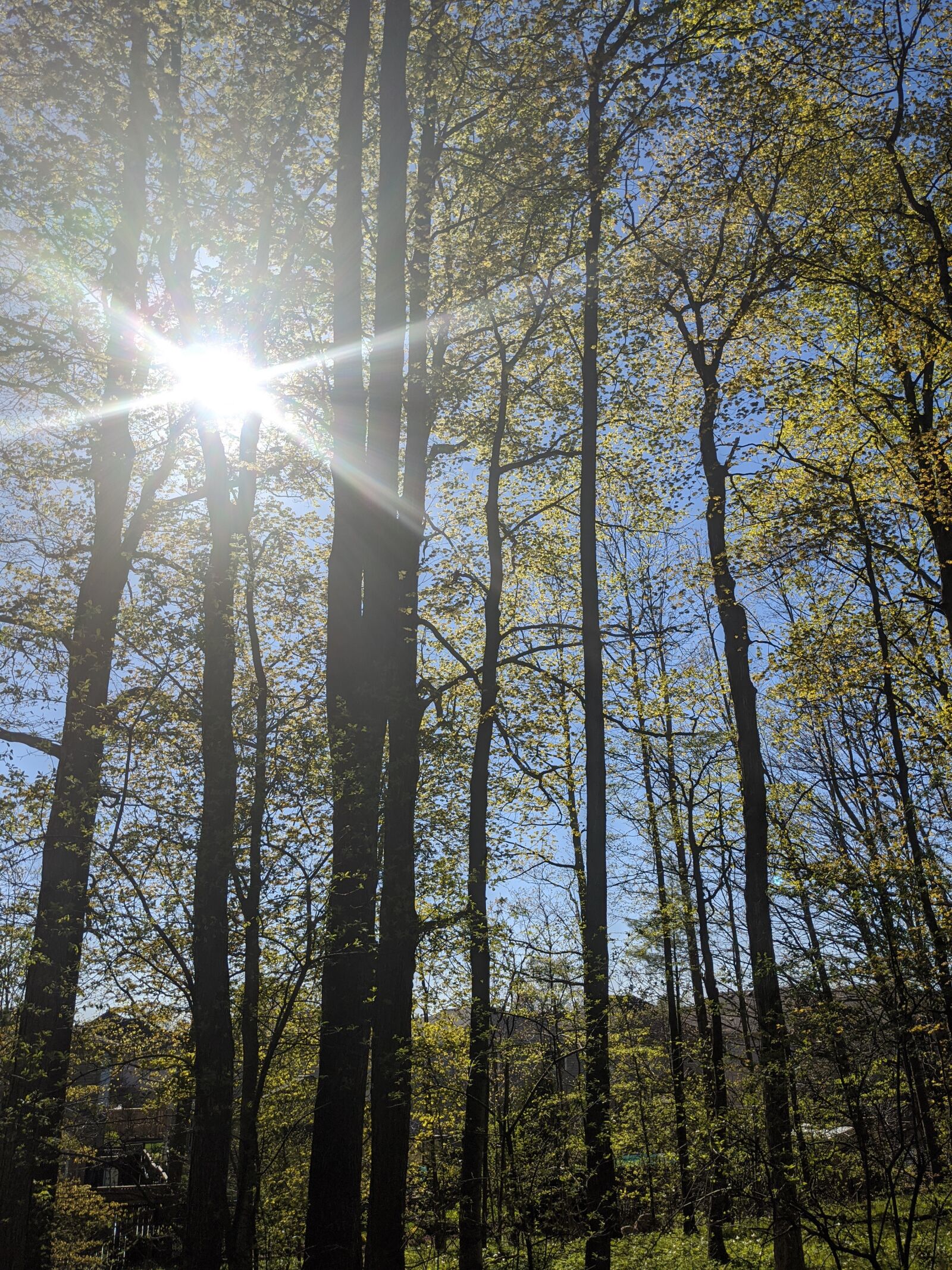 Google Pixel 4 sample photo. Forest, sun, trees photography