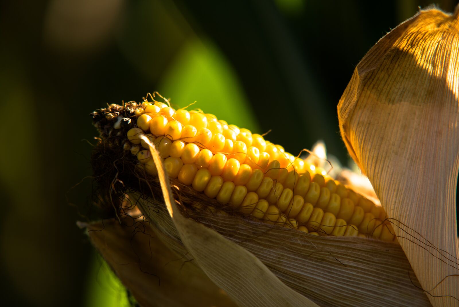 Nikon D750 sample photo. Fall, nature, corn photography
