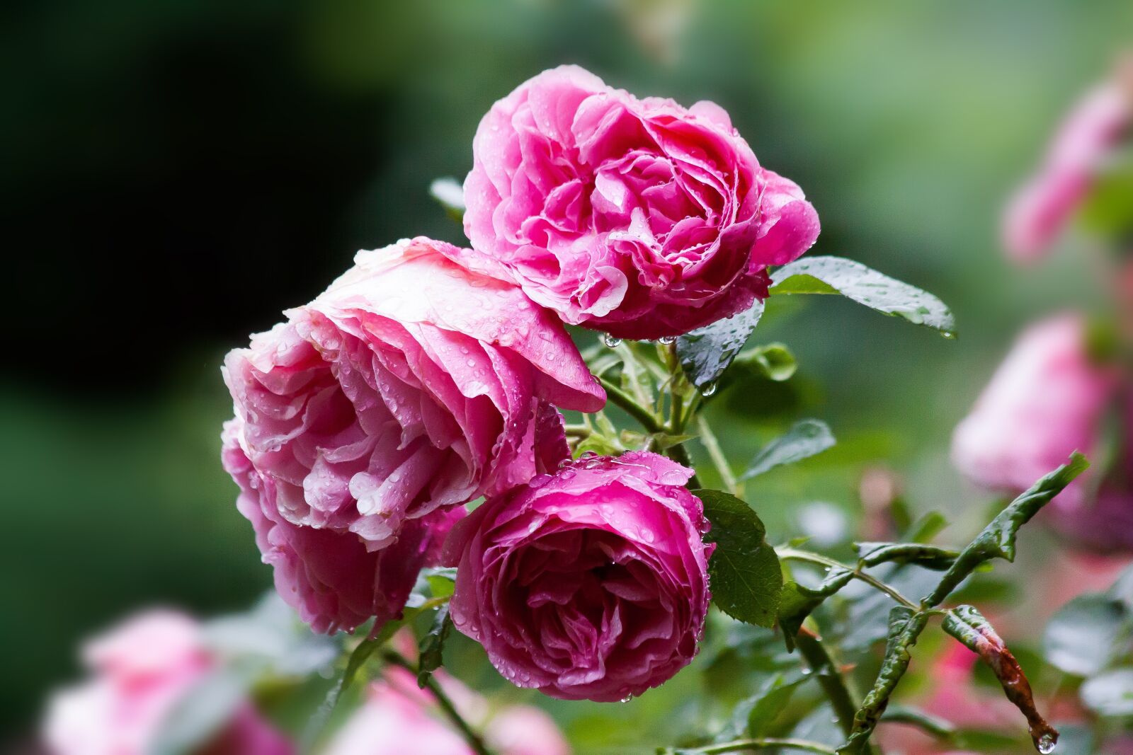 Canon EOS 50D sample photo. Rose, pink, green photography
