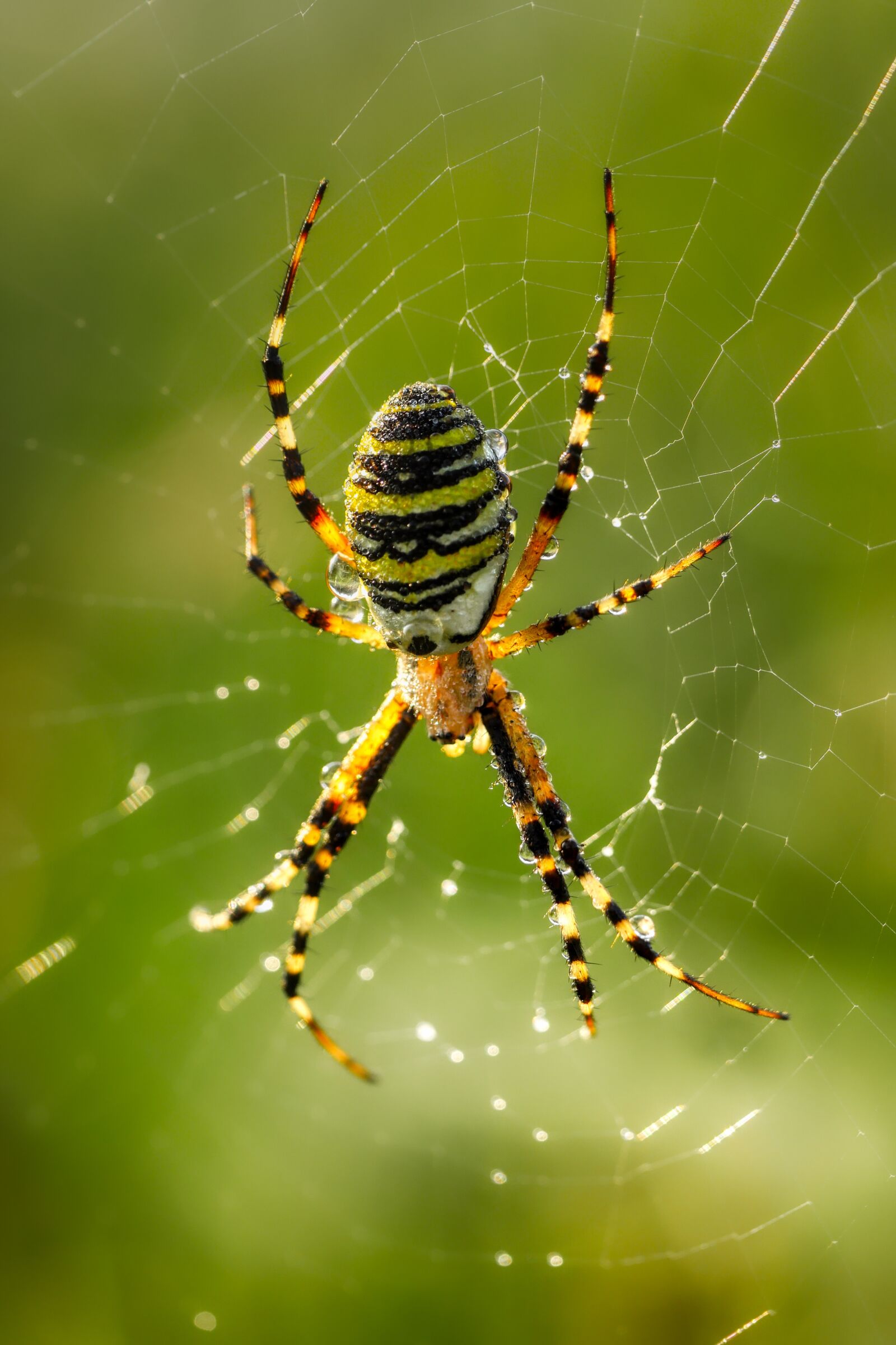 Panasonic Lumix DMC-GX8 sample photo. Spider, macro, nature photography