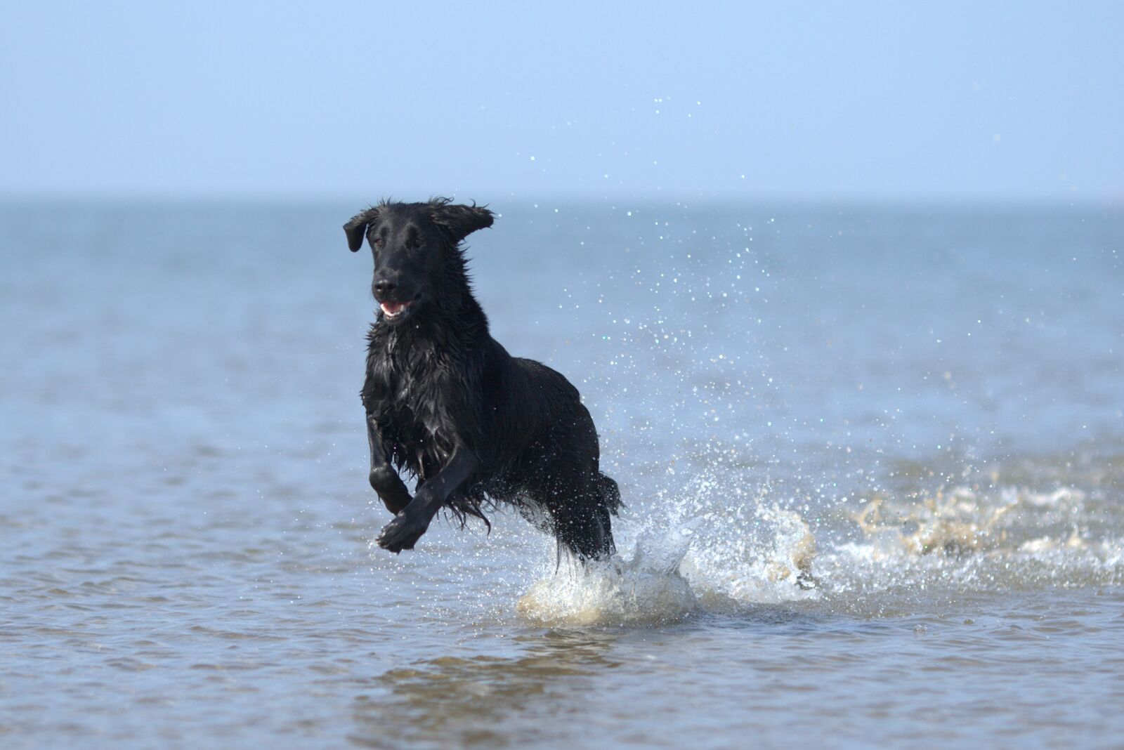 Canon EOS-1D Mark III sample photo. Flatcoated retriever, dog, beach photography