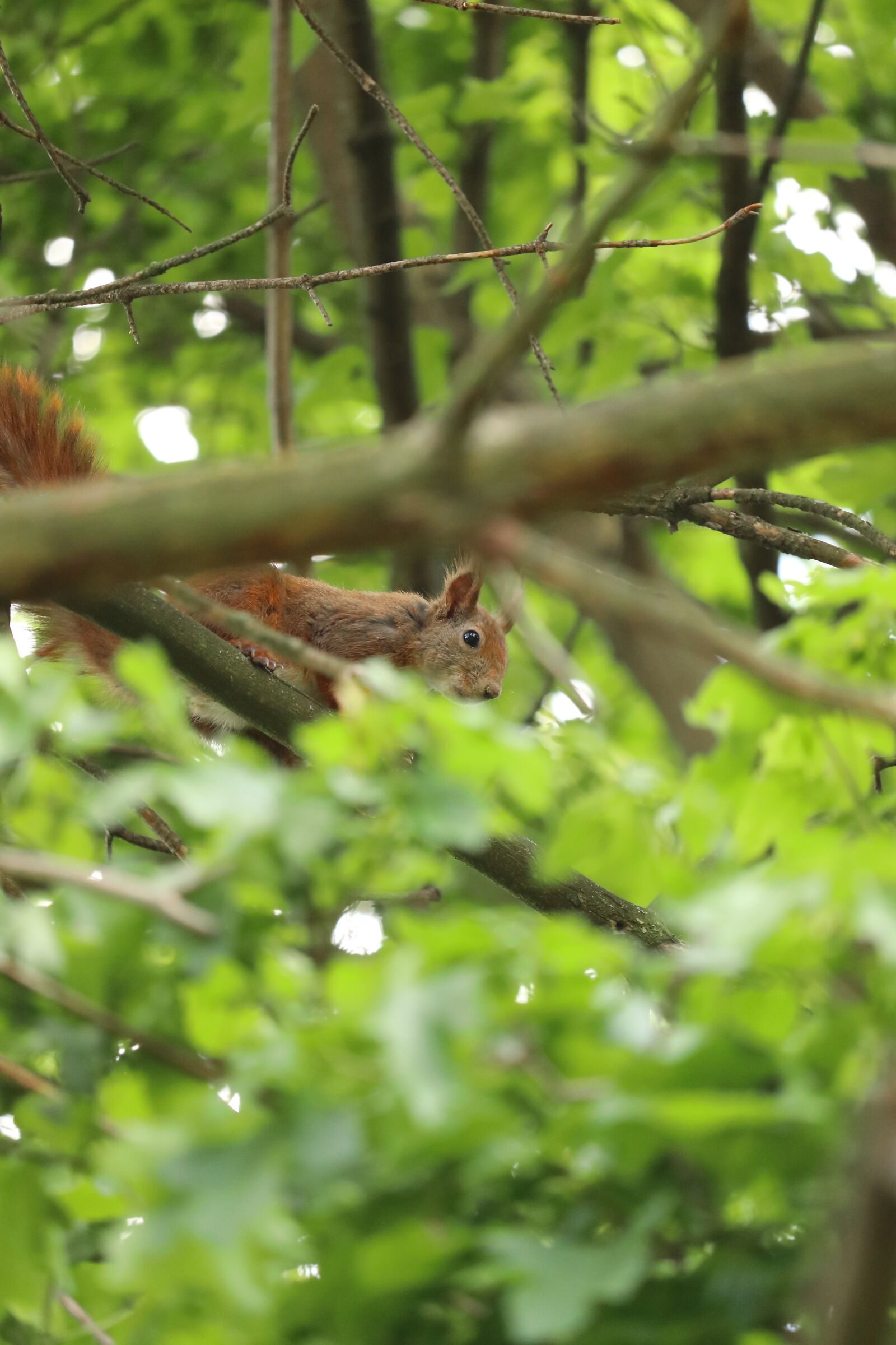 Canon EF-S 55-250mm F4-5.6 IS STM sample photo. Squirrel, cute squirrel, fat photography