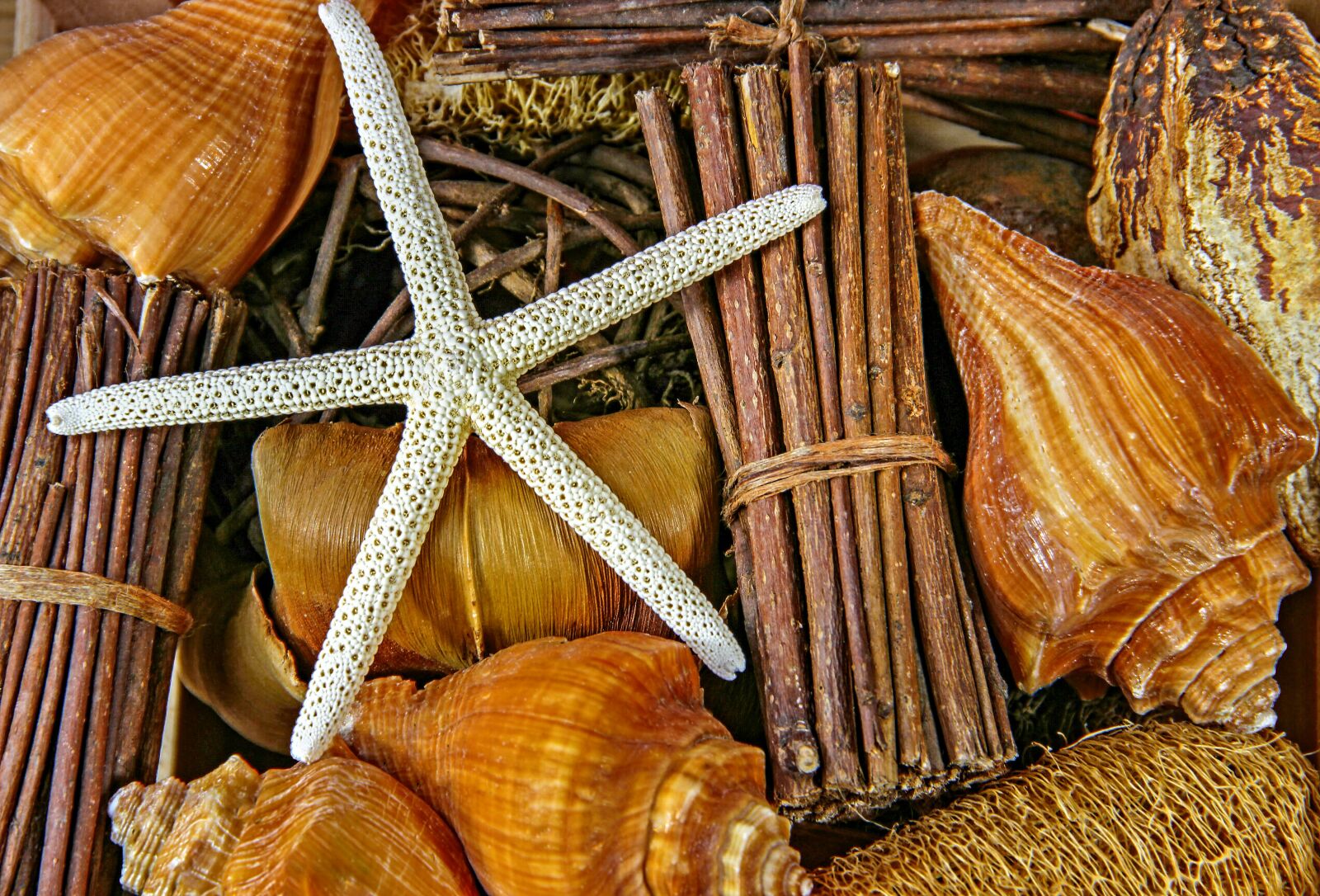 Canon EOS 600D (Rebel EOS T3i / EOS Kiss X5) sample photo. Sea, snails, casing photography