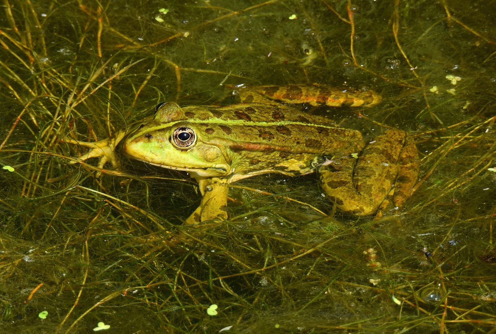Nikon Coolpix P900 sample photo. Frog, amphibian, animal photography
