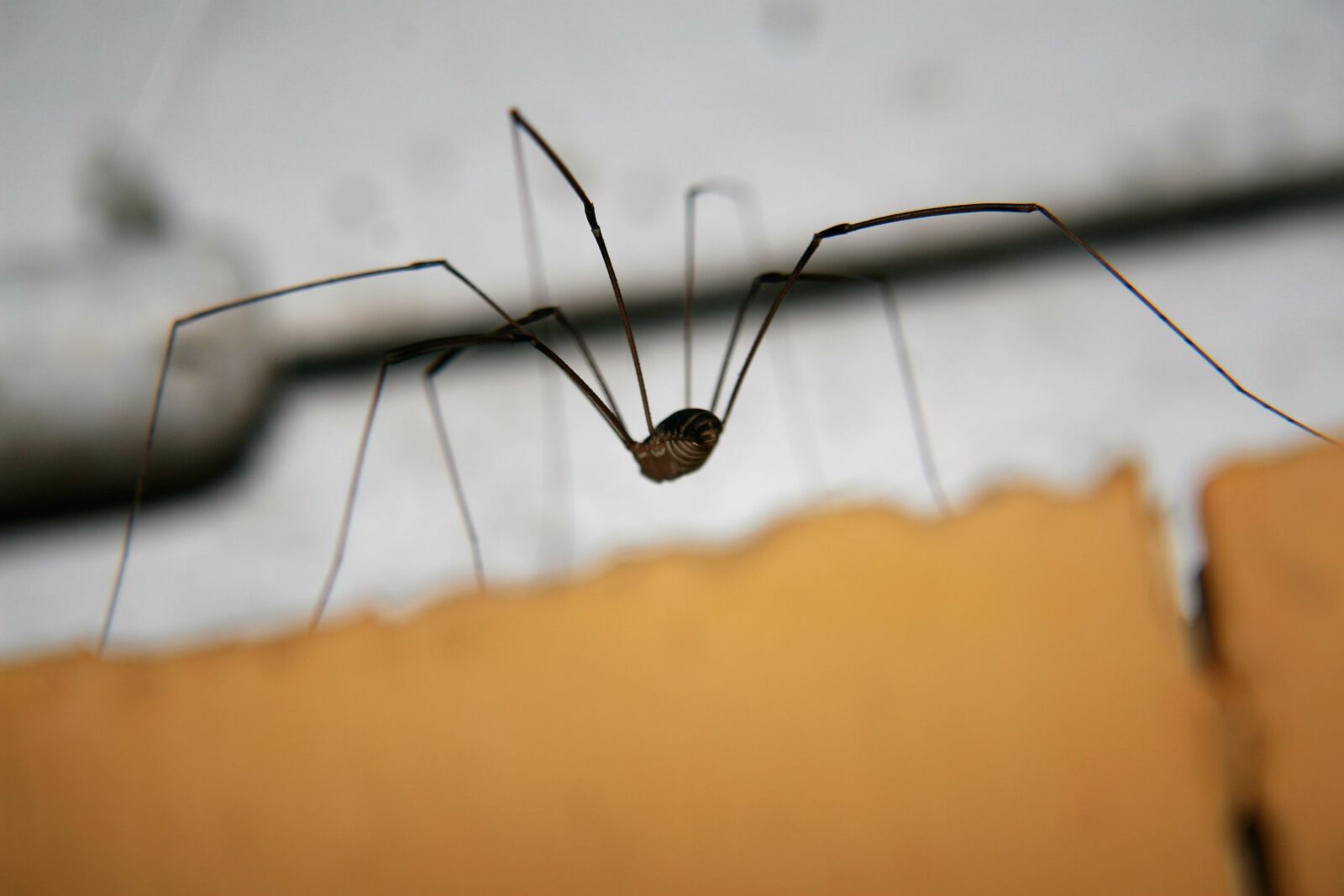 Canon EOS 30D sample photo. Spider, macro, insect photography