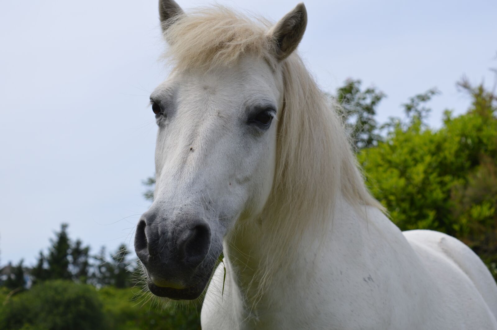 Nikon D3200 sample photo. Horse, white, mold photography