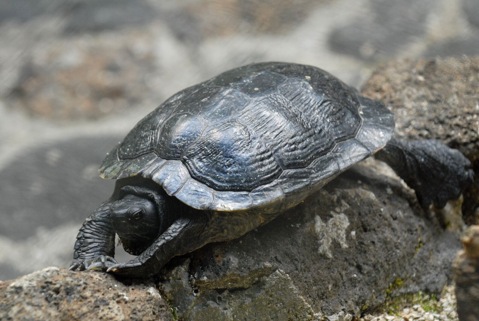 Nikon D200 sample photo. Turtle, animal, reptile photography
