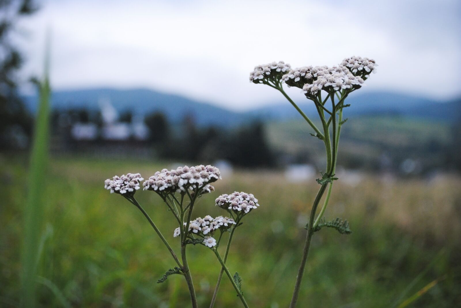 Nikon D3000 sample photo. Flowers, mountains, green photography