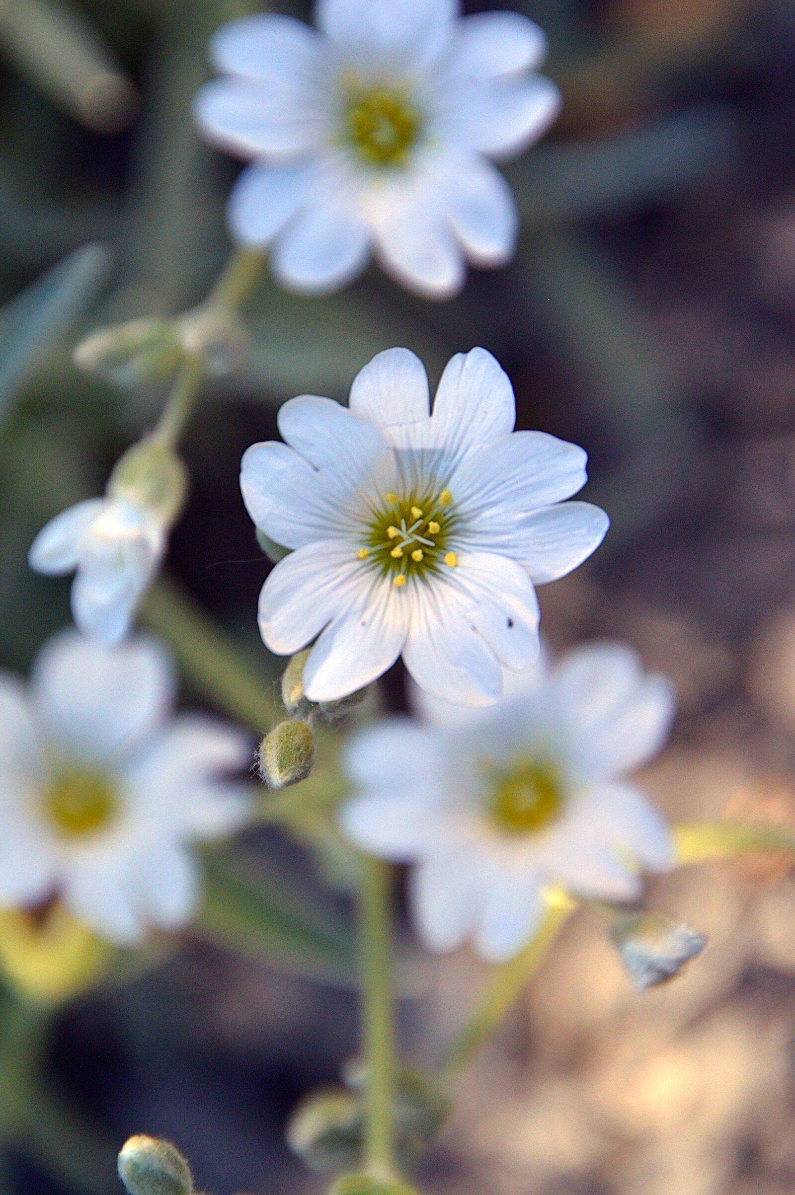 Nikon D3200 sample photo. White, flowers, spring photography