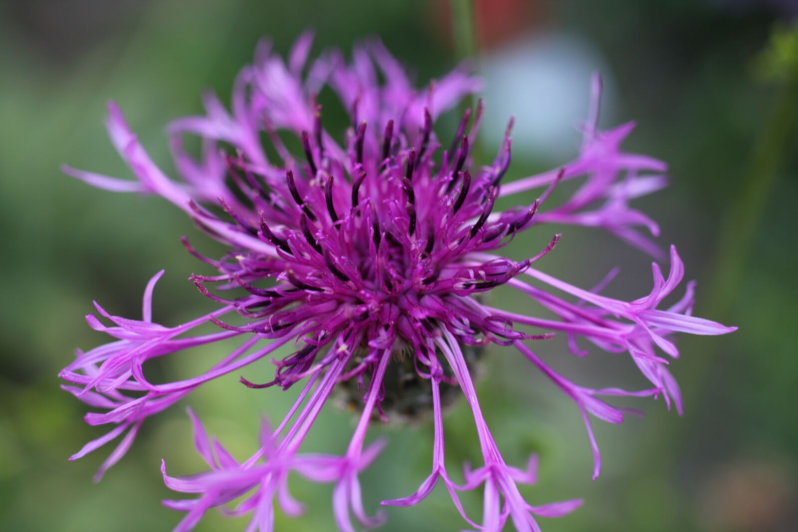 Canon EOS 550D (EOS Rebel T2i / EOS Kiss X4) sample photo. Flower, purple, blossom photography