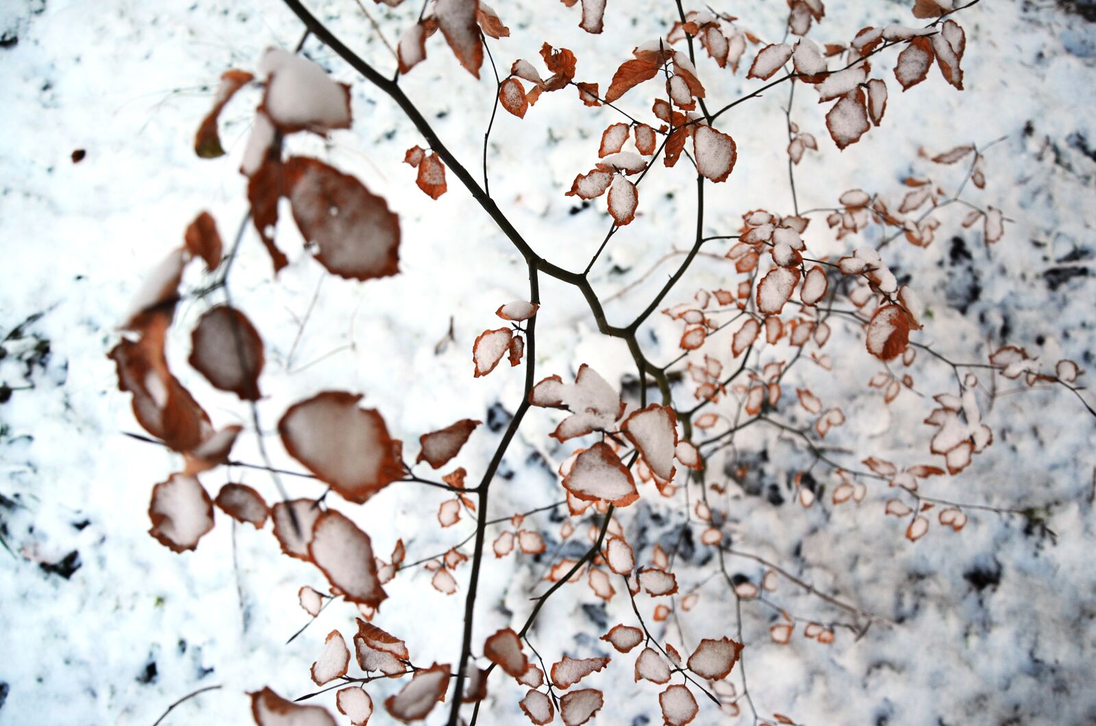 Nikon D5100 sample photo. Shrub, snow, winter photography