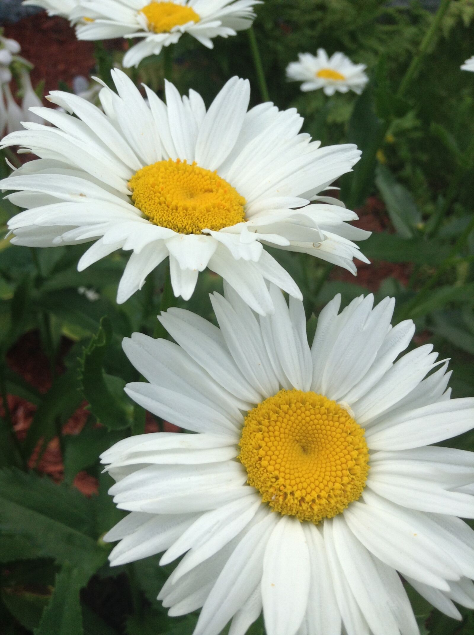 iPod touch back camera 3.3mm f/2.4 sample photo. Daisy, flower, white photography