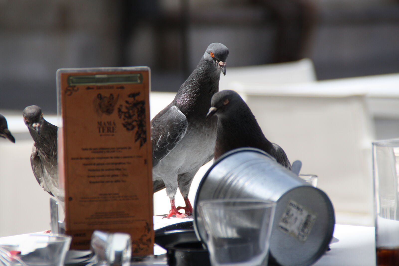 Canon EOS 450D (EOS Rebel XSi / EOS Kiss X2) sample photo. Pigeons photography