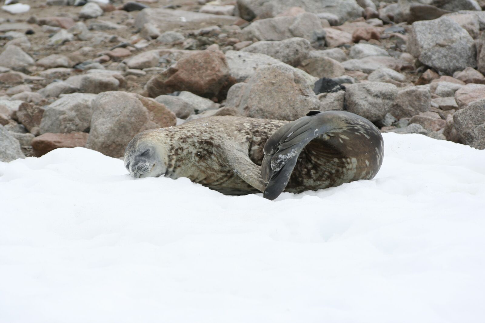 Canon EOS 350D (EOS Digital Rebel XT / EOS Kiss Digital N) sample photo. Seal, snow, antarctic photography