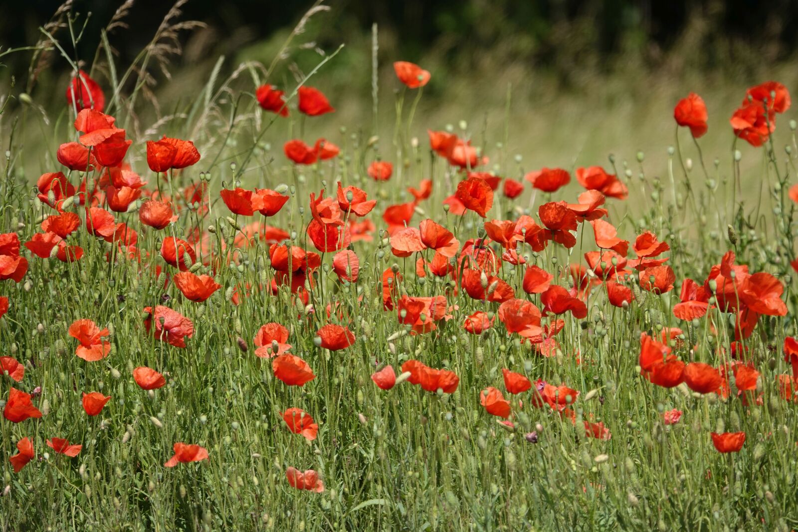 Sony Cyber-shot DSC-RX10 IV sample photo. Field of poppies, poppies photography
