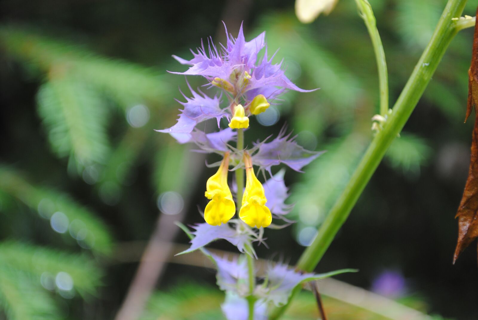 Nikon D3000 sample photo. Foliage, forest, forests photography