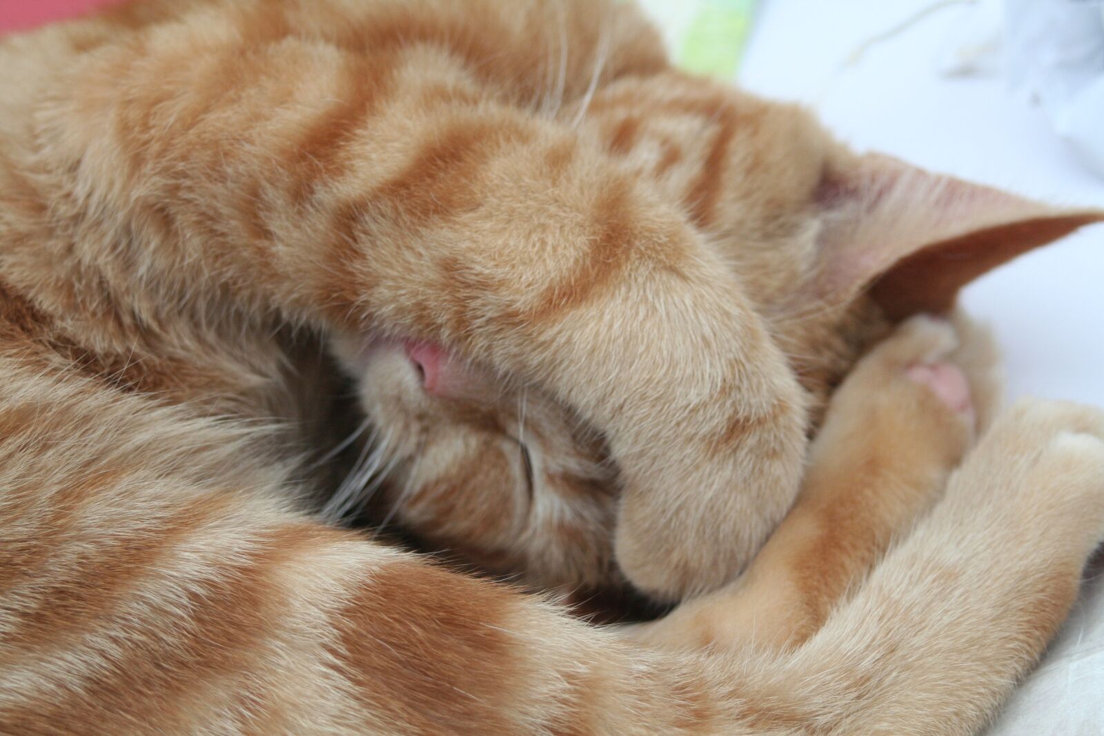 Canon EOS 350D (EOS Digital Rebel XT / EOS Kiss Digital N) sample photo. Cat, sleepy, feline photography
