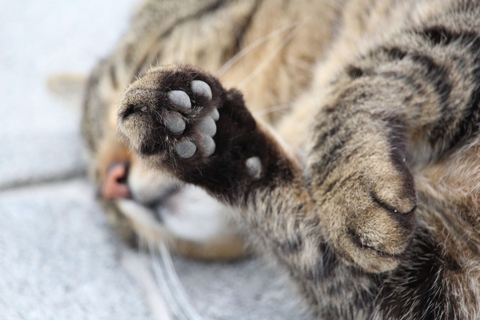 Canon EOS 1200D (EOS Rebel T5 / EOS Kiss X70 / EOS Hi) sample photo. Paw, cat's paw, cat photography