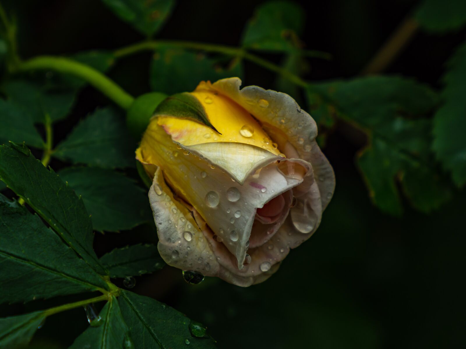 Olympus M.Zuiko Digital ED 12-200mm F3.5-6.3 sample photo. Rose, bud, yellow photography
