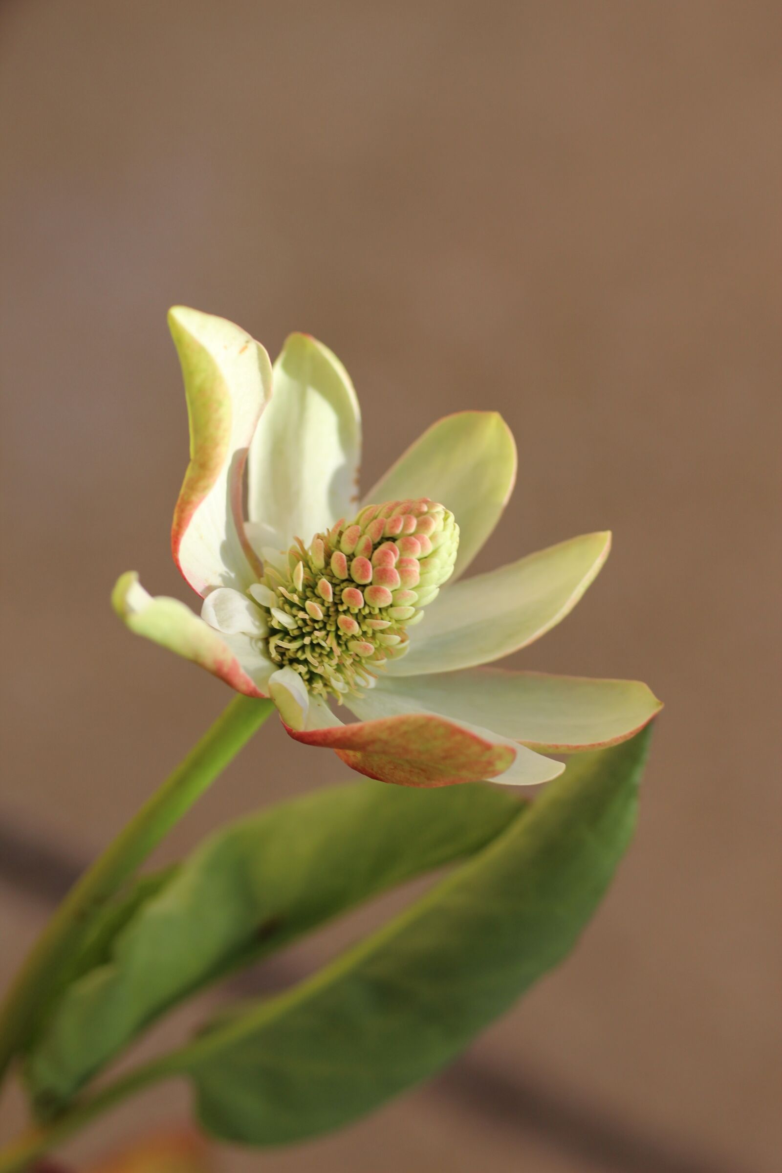 Canon EOS 600D (Rebel EOS T3i / EOS Kiss X5) sample photo. Aquatic plant, white, flower photography