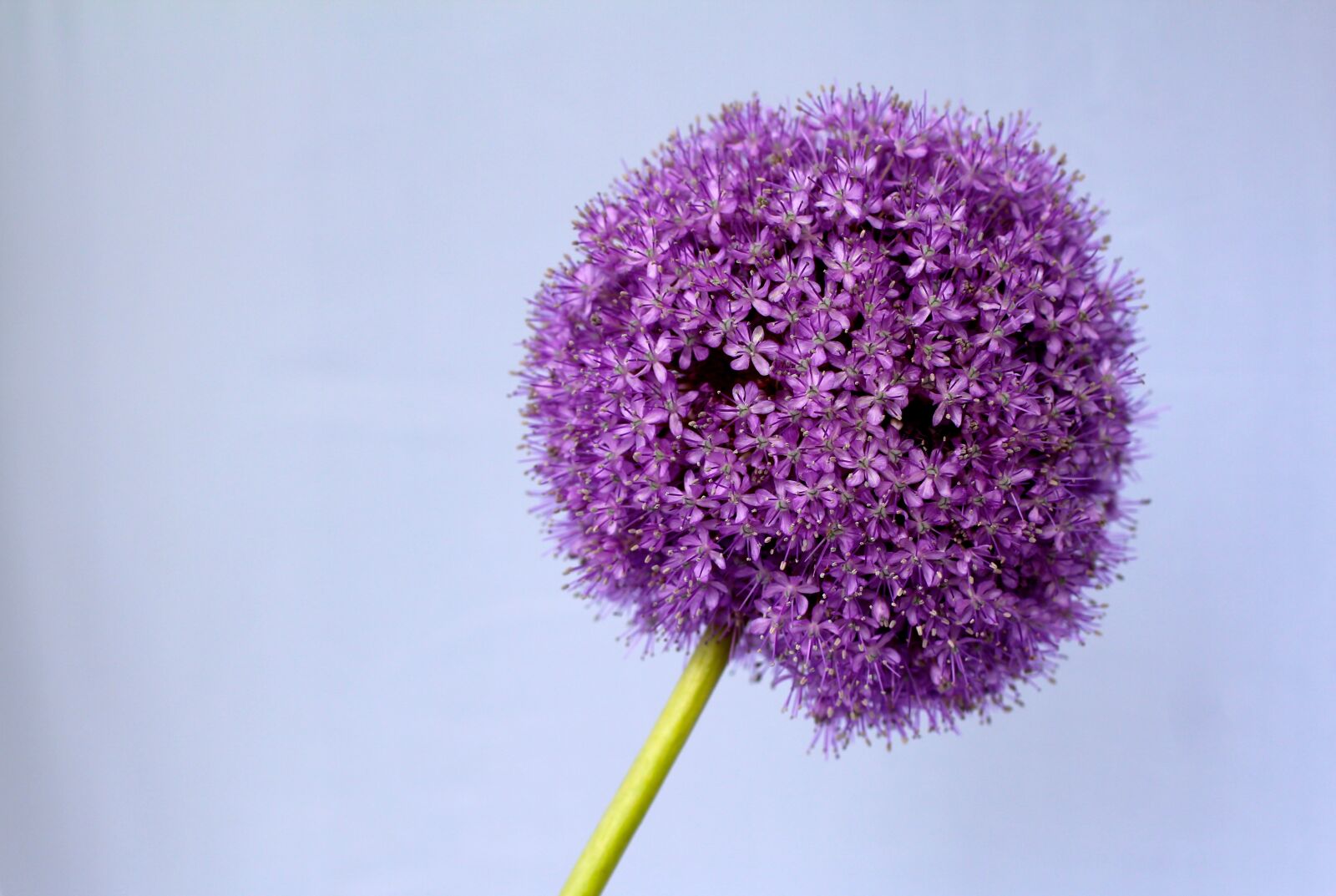 Canon EOS 600D (Rebel EOS T3i / EOS Kiss X5) + Canon EF 50mm F1.4 USM sample photo. Allium, purple, ball photography
