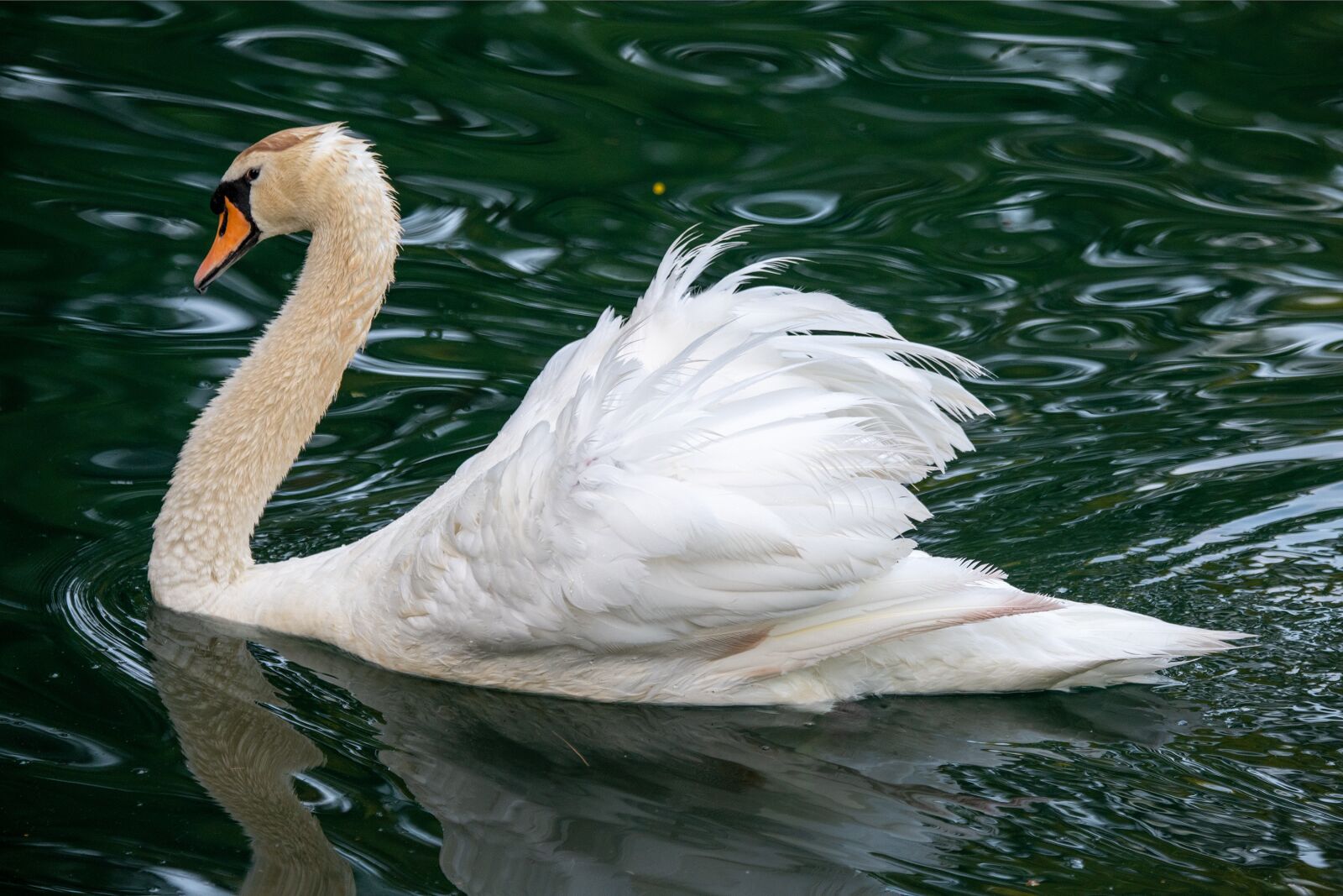 Nikon D850 sample photo. Swan, mute swan, white photography