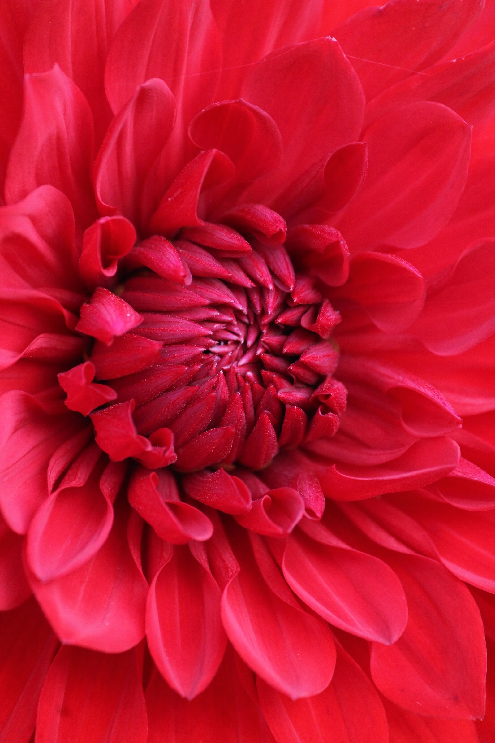 Canon EOS 1100D (EOS Rebel T3 / EOS Kiss X50) sample photo. Flower, red, heart photography