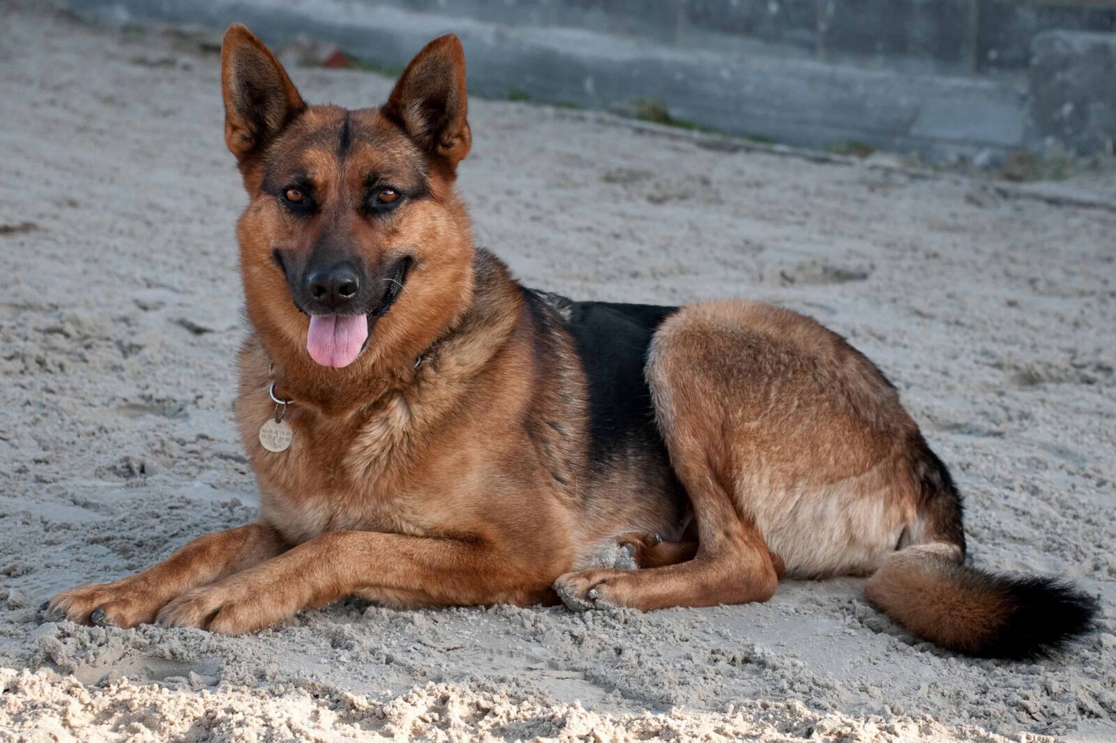 Nikon D300 sample photo. Dog, cute, animal, pet photography