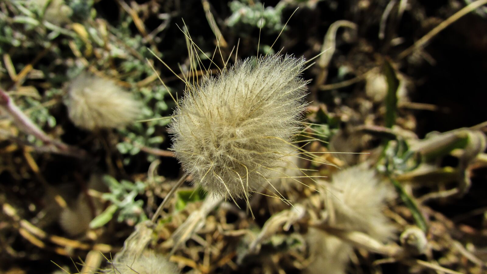 Canon PowerShot SX400 IS sample photo. Cyprus, ayia napa, plant photography
