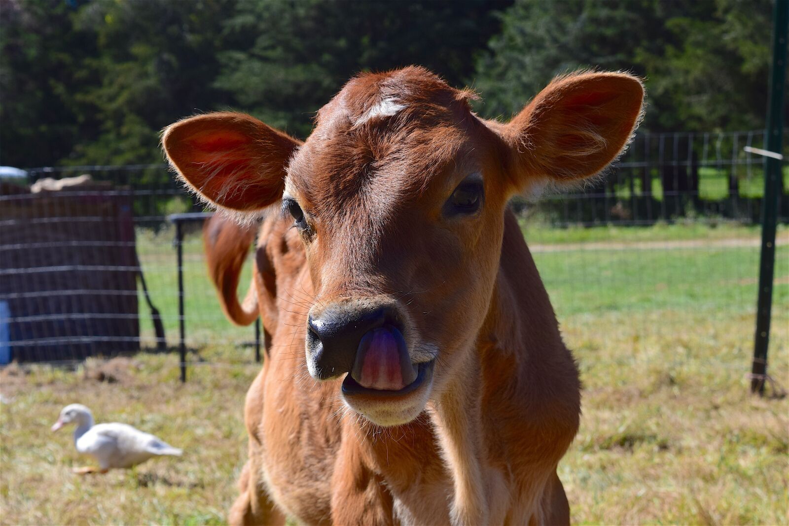 Nikon D3300 sample photo. Cow, portrait, farm photography