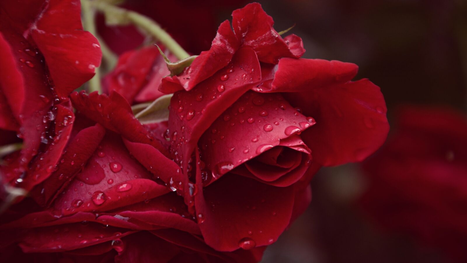 Nikon D7100 sample photo. Rose, rain, after the photography