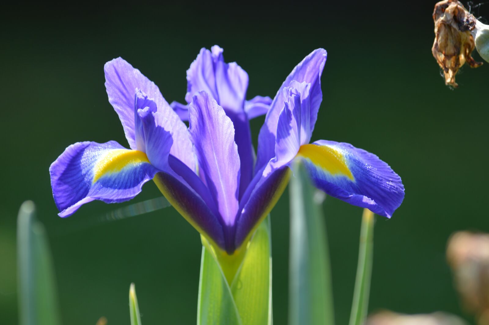 Nikon D3200 sample photo. Flower, transparency, petals photography