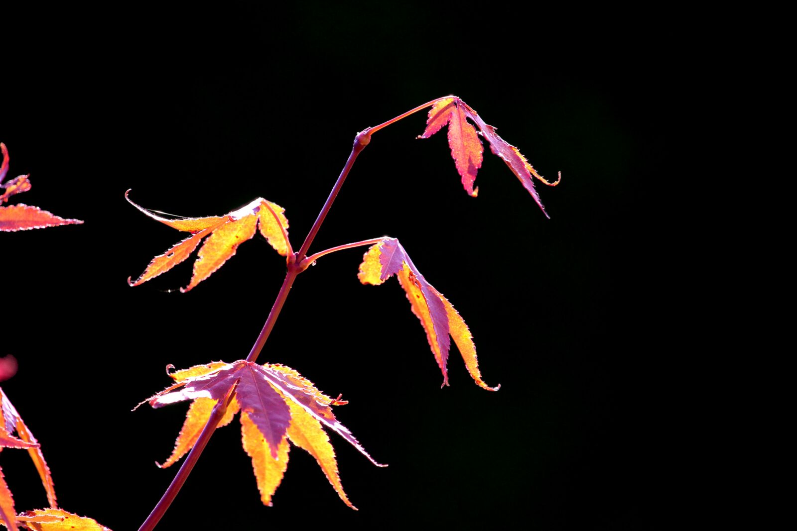 Canon EOS 1200D (EOS Rebel T5 / EOS Kiss X70 / EOS Hi) sample photo. Japanese maple, plant, leaf photography