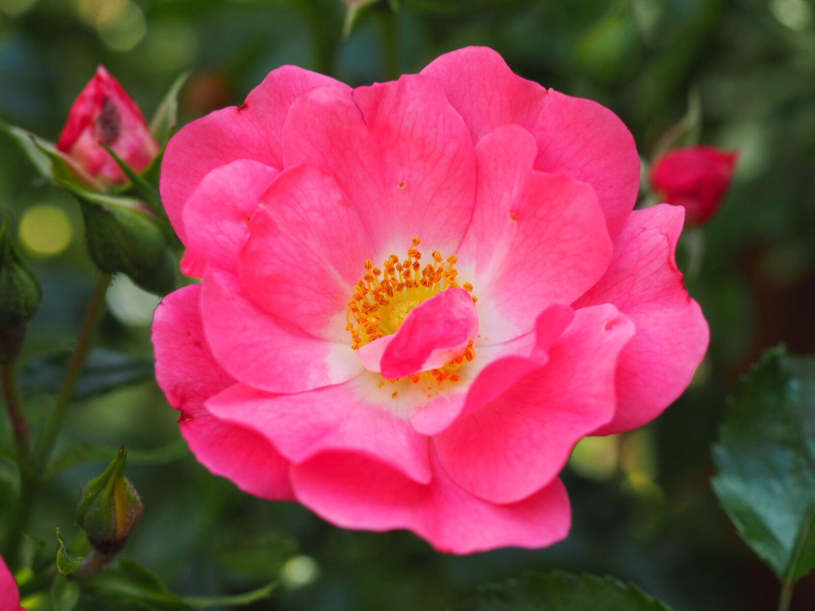 Olympus OM-D E-M10 sample photo. Flower, pink, rose photography
